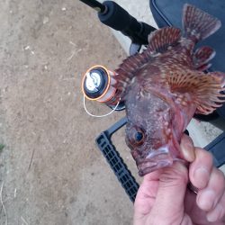 ガシリングに決め打ちガシリング