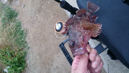 ガシリングに決め打ちガシリング