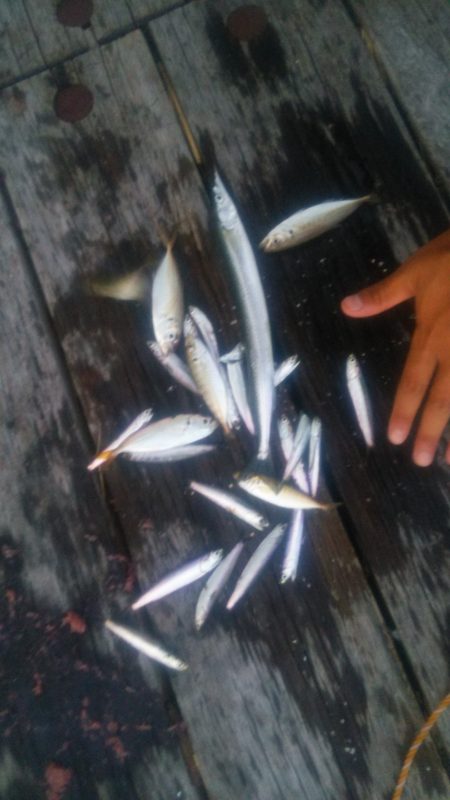 舞洲でサビキ！