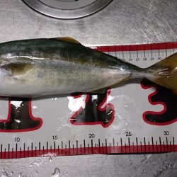 ひさしぶりの青物