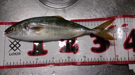 ひさしぶりの青物