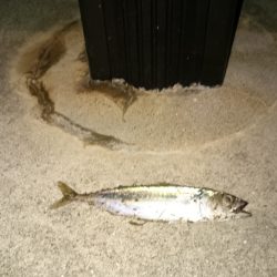 暑さにも負けず、家庭サービスも忘れず