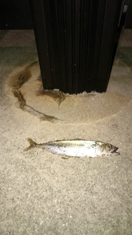 暑さにも負けず、家庭サービスも忘れず