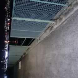 ガシラくーん大好きよ