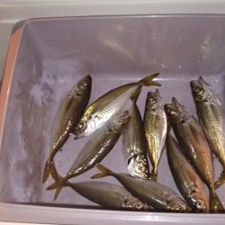 ｶﾏｽはもう少し？