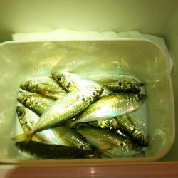 ｶﾏｽは今日もﾀﾞﾒ　(^_^;)