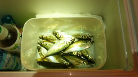 ｶﾏｽは今日もﾀﾞﾒ　(^_^;)