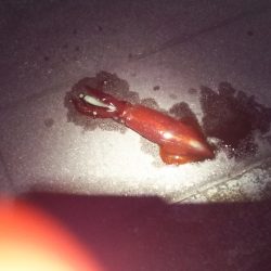 小っちゃいけど釣れました(^^)v