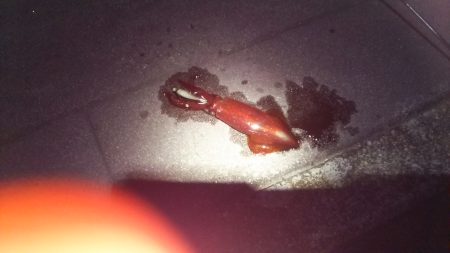 小っちゃいけど釣れました(^^)v