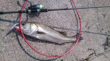 トップでドーーーン