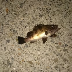 本当はアジを探してます