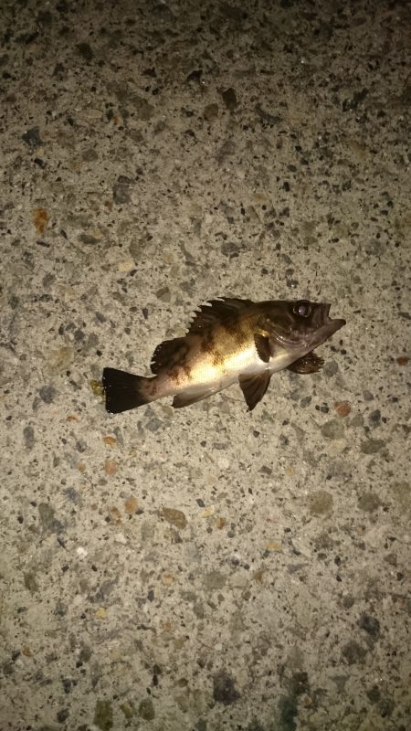 本当はアジを探してます