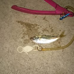 足でみつけたアジです