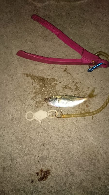 足でみつけたアジです