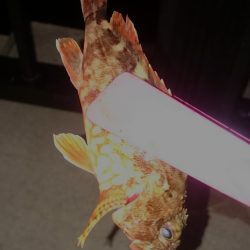 お盆は仕事ですが、こっちも頑張るよ