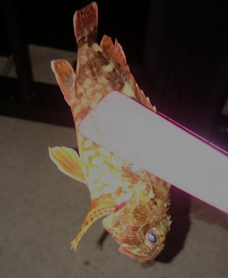 お盆は仕事ですが、こっちも頑張るよ