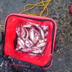 夕飯のおかずです