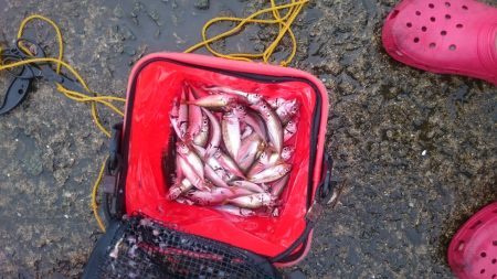 夕飯のおかずです