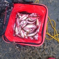 夕飯のおかずです