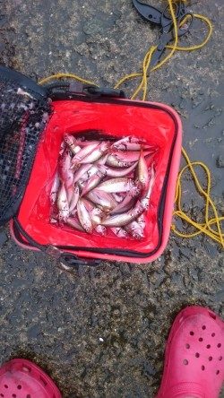 夕飯のおかずです