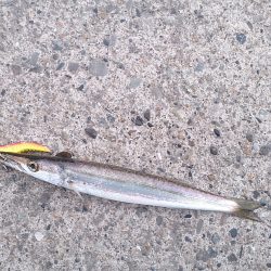 久しぶりの南紀釣行