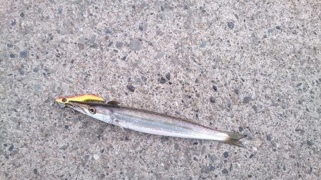 久しぶりの南紀釣行