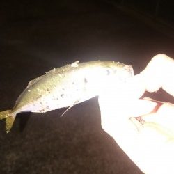 とりあえずアジが釣れました
