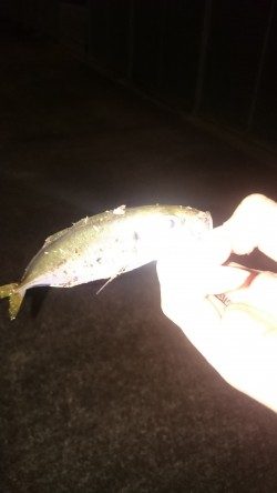 とりあえずアジが釣れました