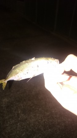 とりあえずアジが釣れました