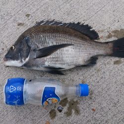 最後の一投にきたー