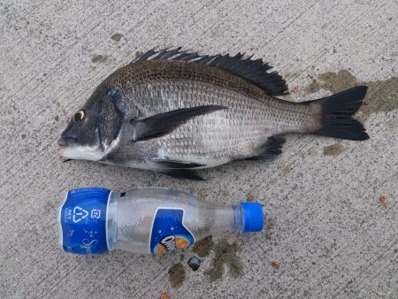 最後の一投にきたー