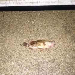 マイポイントの常夜燈がー