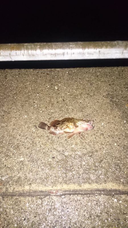 マイポイントの常夜燈がー