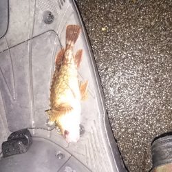 小潮なんで厳しいんです