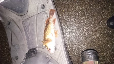 小潮なんで厳しいんです