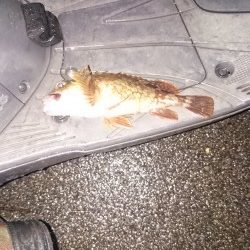 小潮なんで厳しいんです