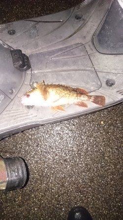 小潮なんで厳しいんです