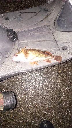 小潮なんで厳しいんです