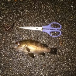 アジは今日はお留守です