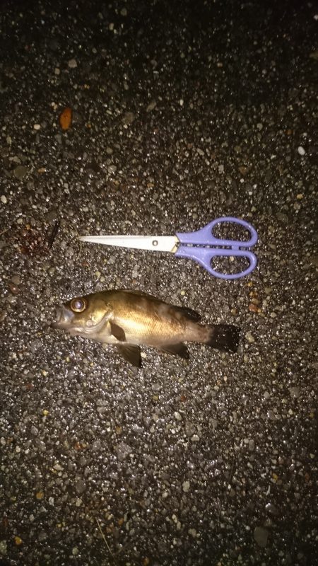 アジは今日はお留守です