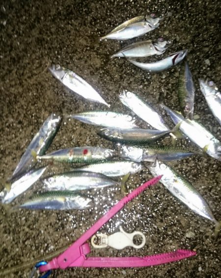 サバタイム 開始ですよ