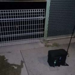 今日はアジに会えませんでした