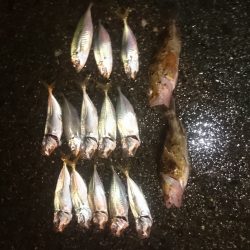 アジングしてきました