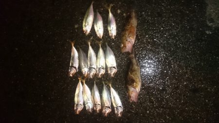 アジングしてきました