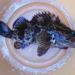 まだまだちいさいです