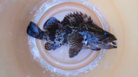 まだまだちいさいです