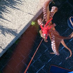 春木ベランダでタコ