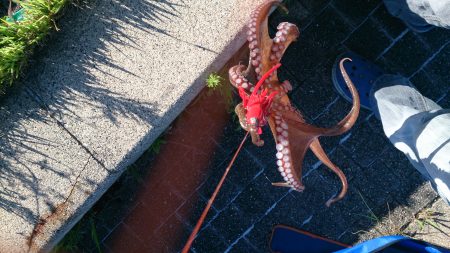 春木ベランダでタコ