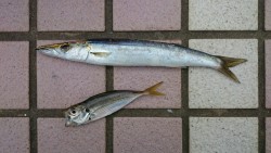 ショアジギでカマス