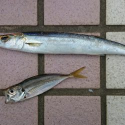 ショアジギでカマス